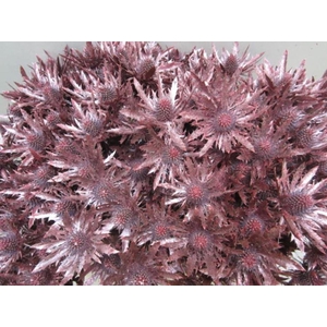 Eryn Orion Metallic Rood L50