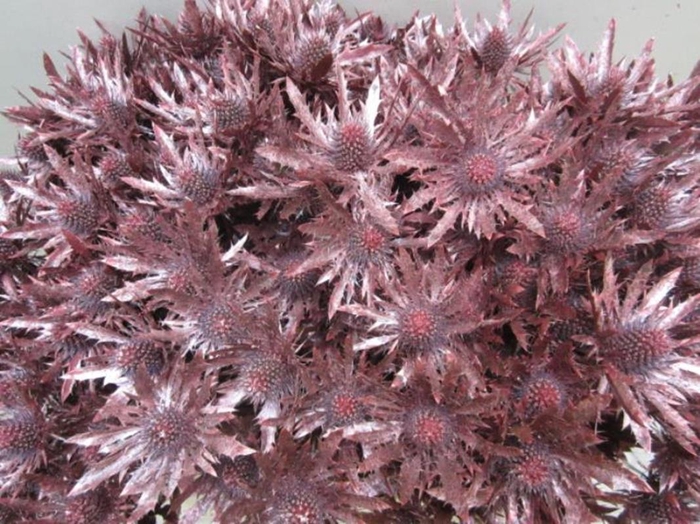 <h4>Eryn Orion Metallic Rood L50</h4>