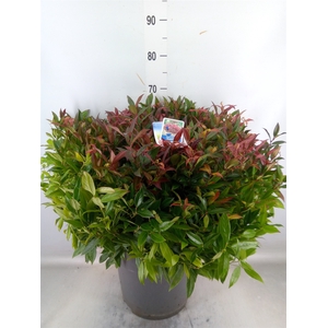 Leucothoe axillaris 'Zeblid'
