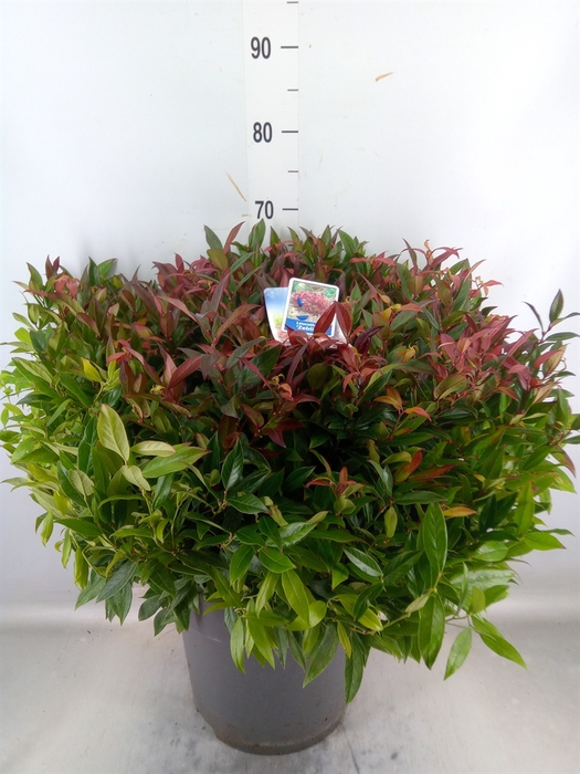 <h4>Leucothoe axillaris 'Zeblid'</h4>