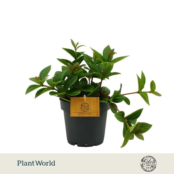 <h4>Peperomia Ang. Roc. Alto 12cm</h4>
