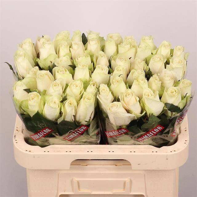 <h4>R GR ATHENA</h4>