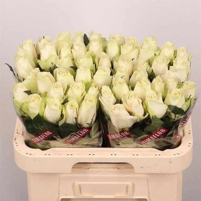 <h4>R GR ATHENA</h4>