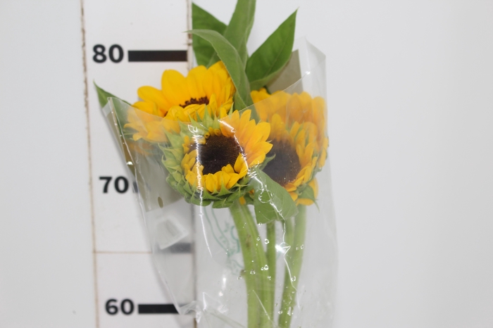 <h4>GIRASSOL 070 CM</h4>