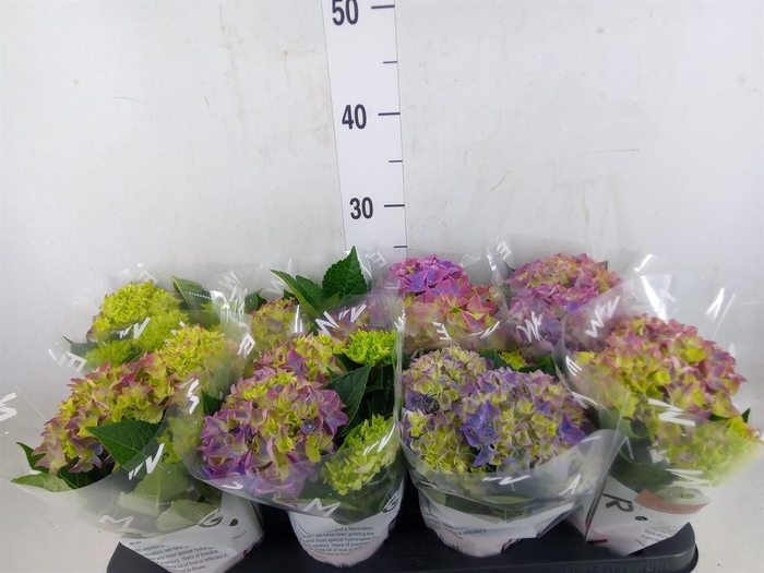 <h4>Hydrangea mac. 'Fabolo'</h4>