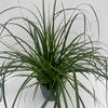 Carex oshimensis