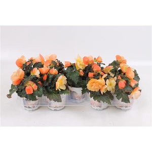 Begonia Tuberhybrida Grp Fragrant Falls Peach