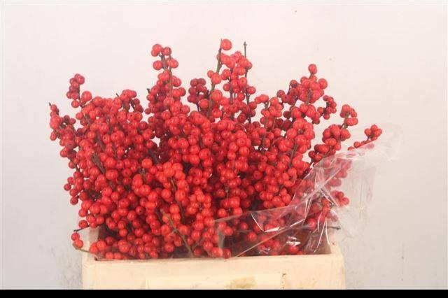 <h4>ILEX VE RODE BES</h4>