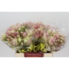 Blushing Bride Pink 2/5 Flowers