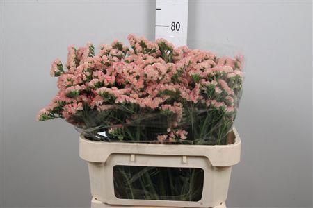 <h4>Lim S Peach Wings</h4>