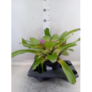 Neoregelia   ...