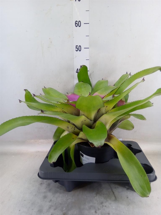 <h4>Neoregelia   ...</h4>