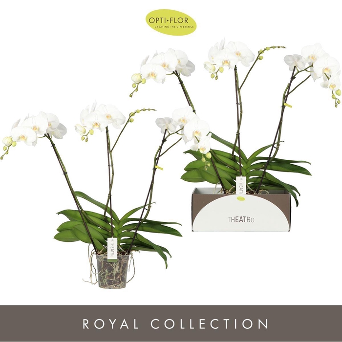 <h4>Phalaenopsis   ...white</h4>