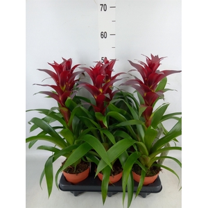 Guzmania  'Nextara'
