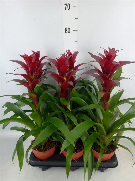 <h4>Guzmania  'Nextara'</h4>