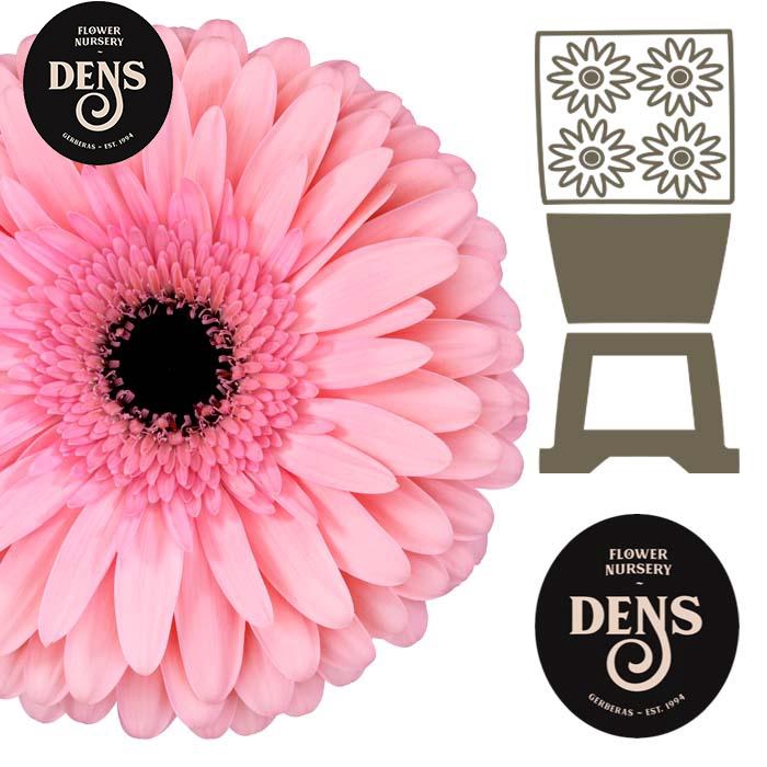 <h4>Gerbera Estrella Diamond</h4>