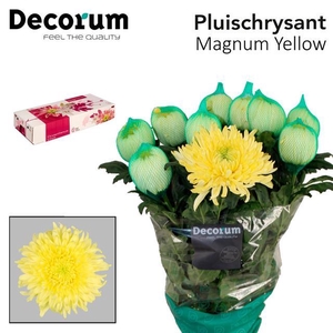 Chr. G Magnum Yellow 100gr