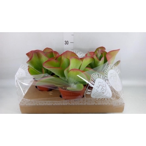 Kalanchoe NF thyrsiflora