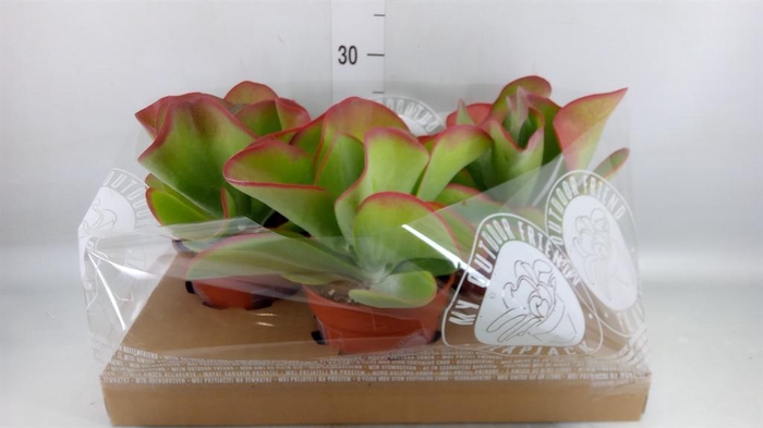 <h4>Kalanchoe NF thyrsiflora</h4>