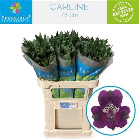 <h4>Alstr Carline</h4>