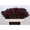 Leucadendron Saf Sunset Dark Red