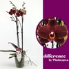 Phalaenopsis grootbloemig 2 tak bruin Ola
