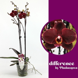 Phalaenopsis grootbloemig 2 tak bruin Ola
