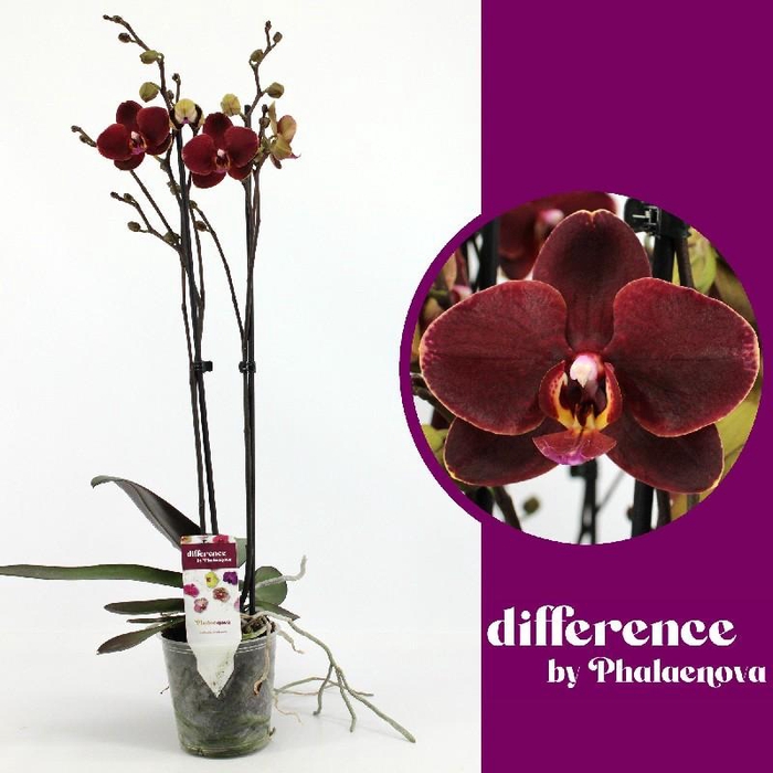 <h4>Phalaenopsis grootbloemig 2 tak bruin Ola</h4>