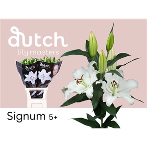 Li Or Signum 5+
