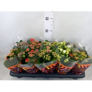 Kalanchoe blos.   ..rosebud mix  5