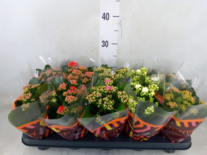 <h4>Kalanchoe blos.   ..rosebud mix  5</h4>