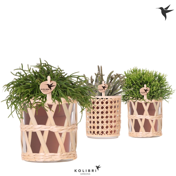 <h4>Kolibri Greens Rhipsalis mix in Rotan pot mix</h4>