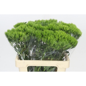 Dianthus Br Kiwi Mellow