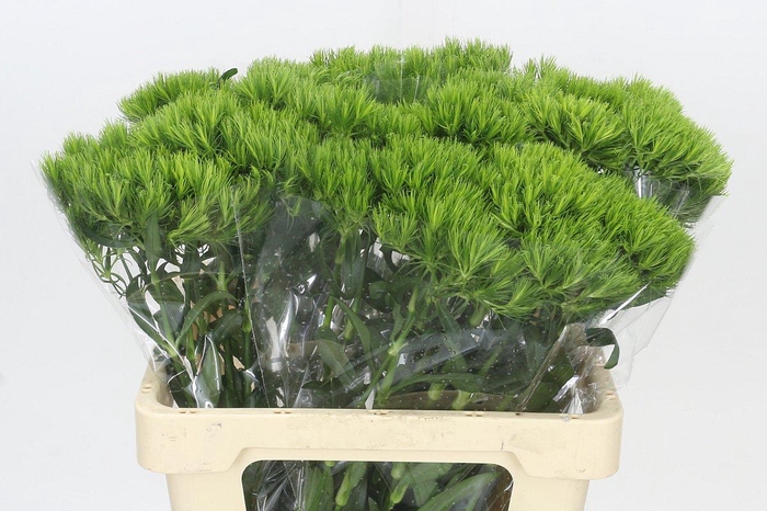 Dianthus Br Kiwi Mellow