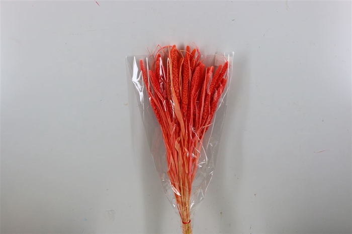 <h4>Dried Setaria Italica Light Red Bunch</h4>