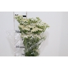ACHILLEA MILLEFOLIUM BRANCO 070 CM