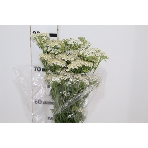 ACHILLEA MILLEFOLIUM BRANCO 070 CM