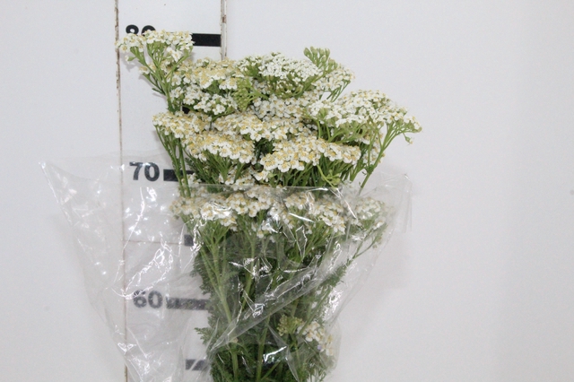 <h4>ACHILLEA MILLEFOLIUM BRANCO 070 CM</h4>