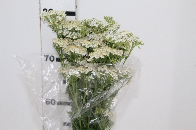 ACHILLEA MILLEFOLIUM BRANCO 070 CM