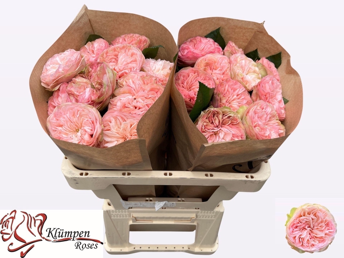 <h4>ROSA GR 'SPRINGFIELD PARK'</h4>