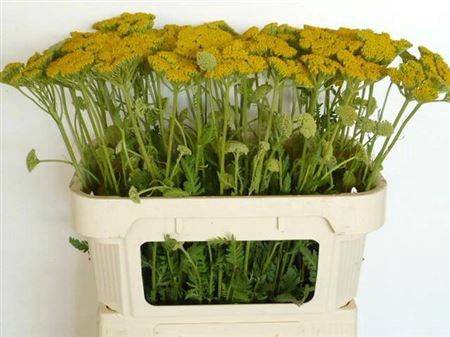 Achil Parker Variety