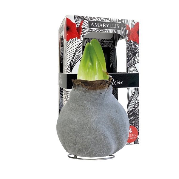 <h4>Amaryllis Touch of Wax Fashion Grey 6x1, rode bloem, Karton Giftbox</h4>