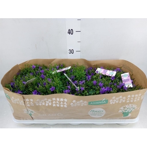 Campanula porten. 'Ambella In Prpl'