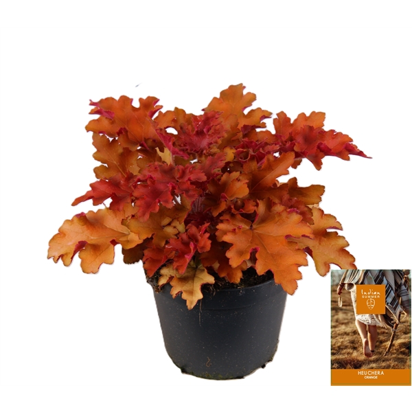 <h4>Heuchera Indian Summer Orange</h4>