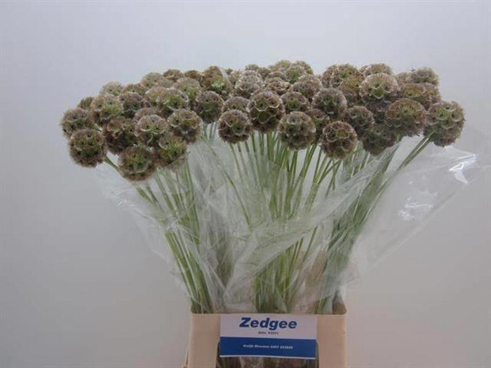 <h4>Scabiosa Stellata Bitterbal Zedgee</h4>