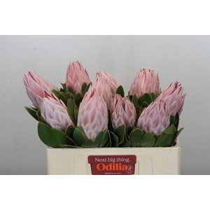 Protea Cynaroides