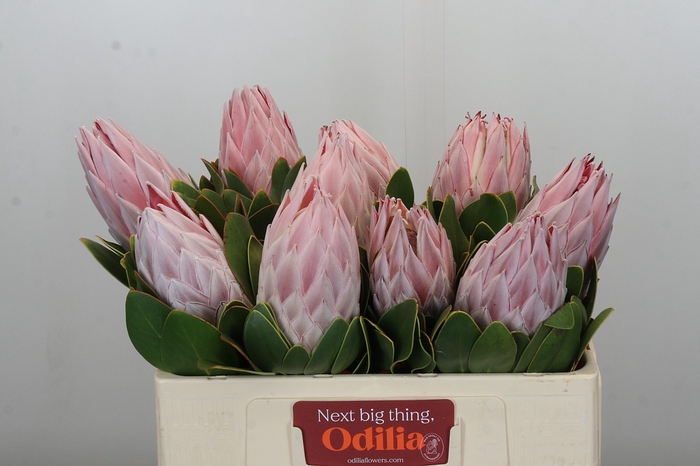 <h4>Protea Cynaroides</h4>