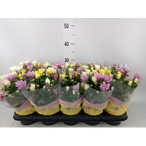 Chrysanthemum   ..mix/pot