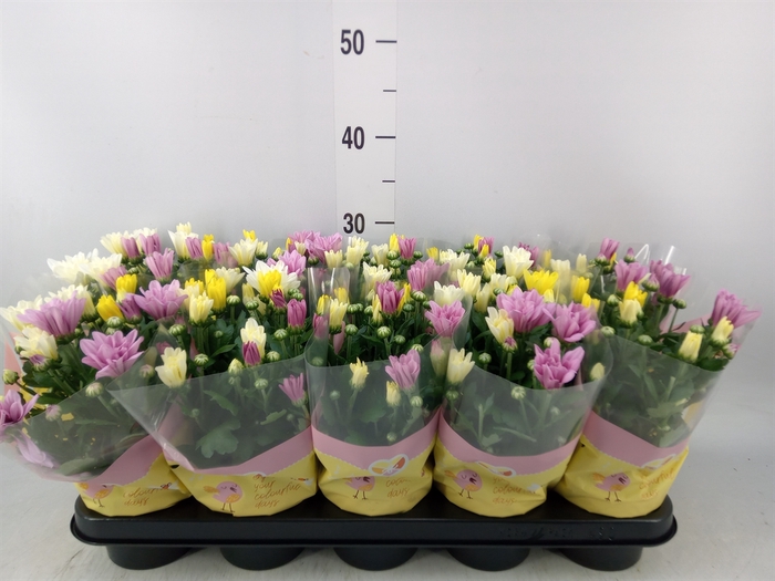 <h4>Chrysanthemum   ..mix/pot</h4>