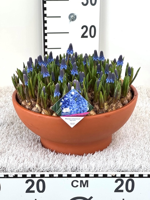 <h4>Bloembol Muscari</h4>